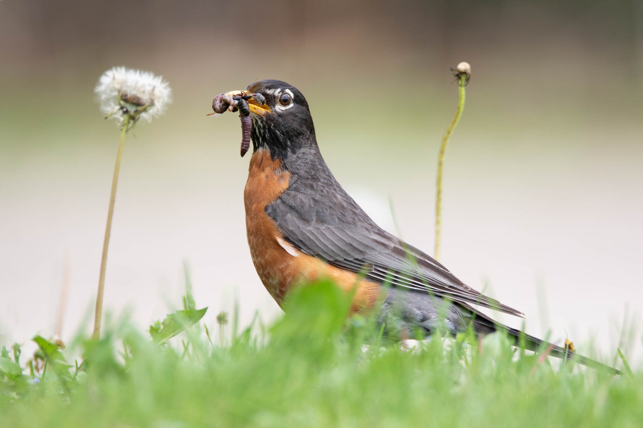 Robin eating a worm, Meal by Jayme Spoolstra, Photography Scavenger Hunt