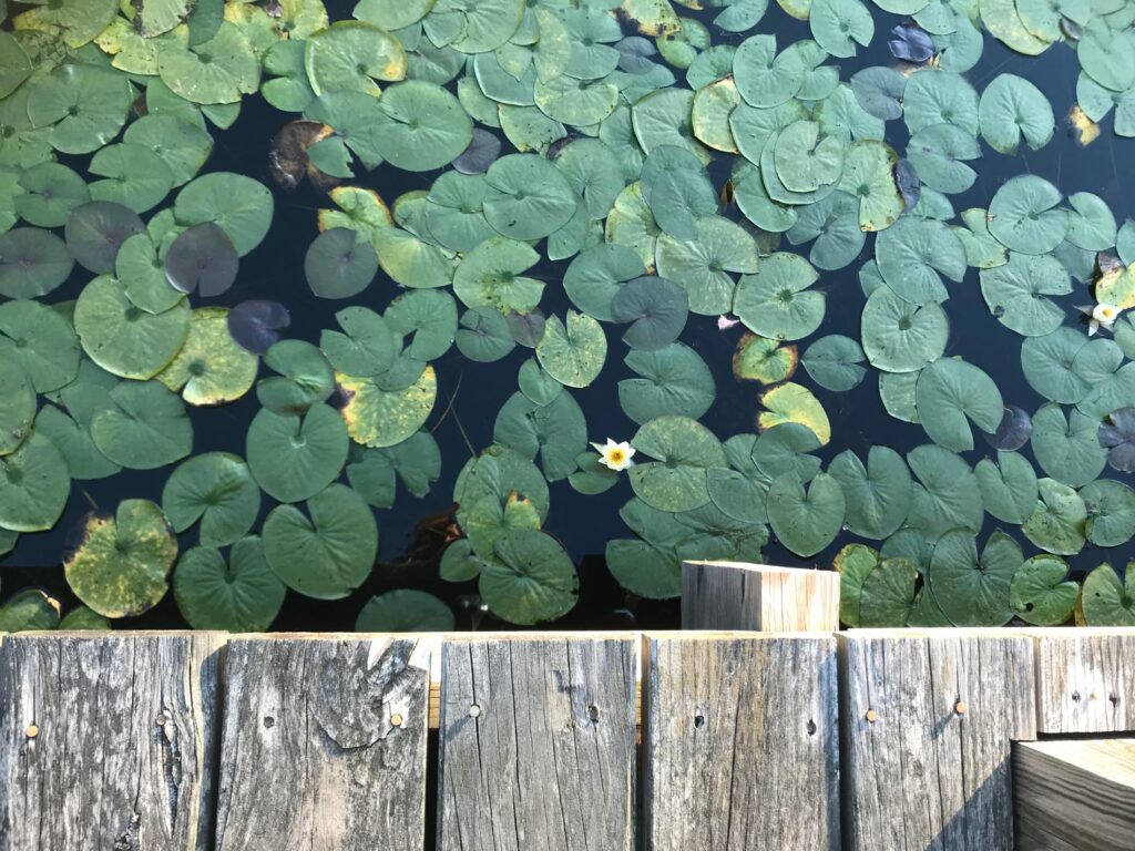 water lillies in water below a wooden dock