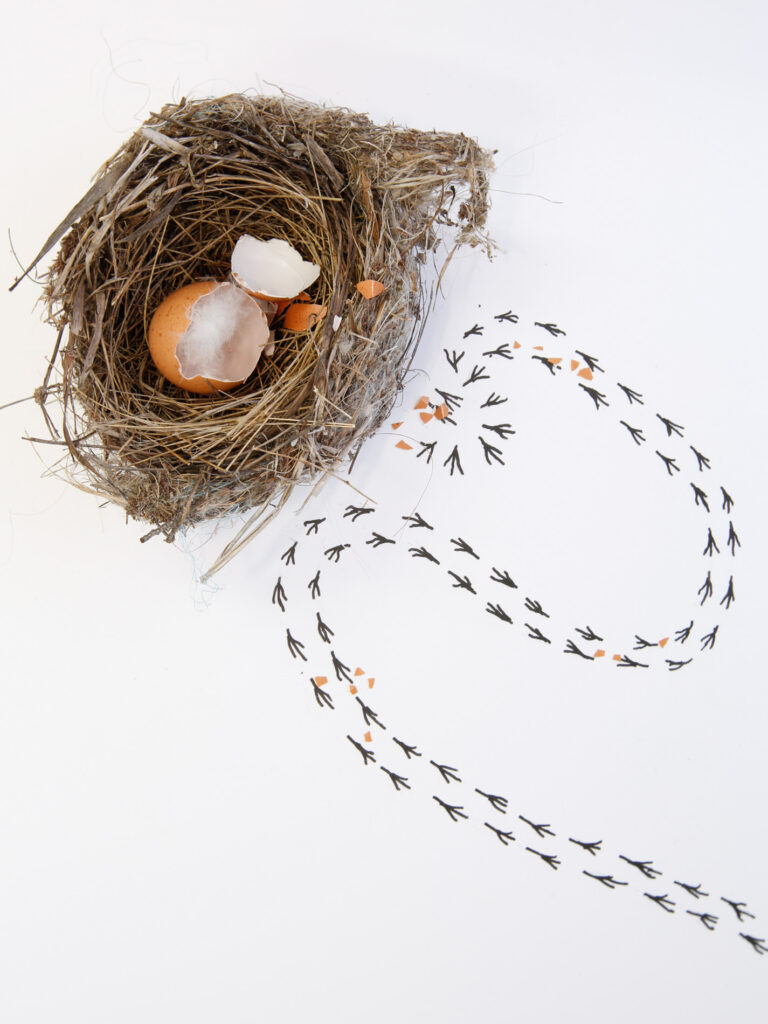 nest with egg shell and bird tracks leading away