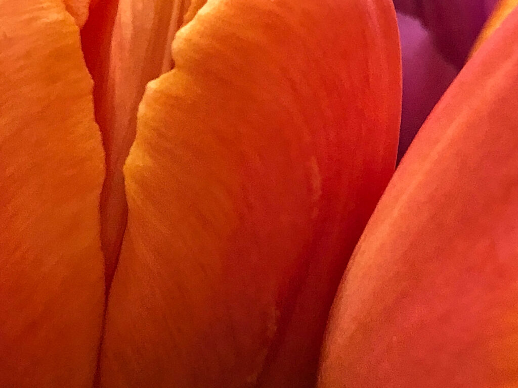 warm orange and yellow tulips