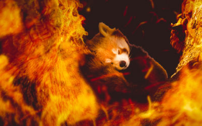 Firefox Behind the Scenes by Stuart Vivian
