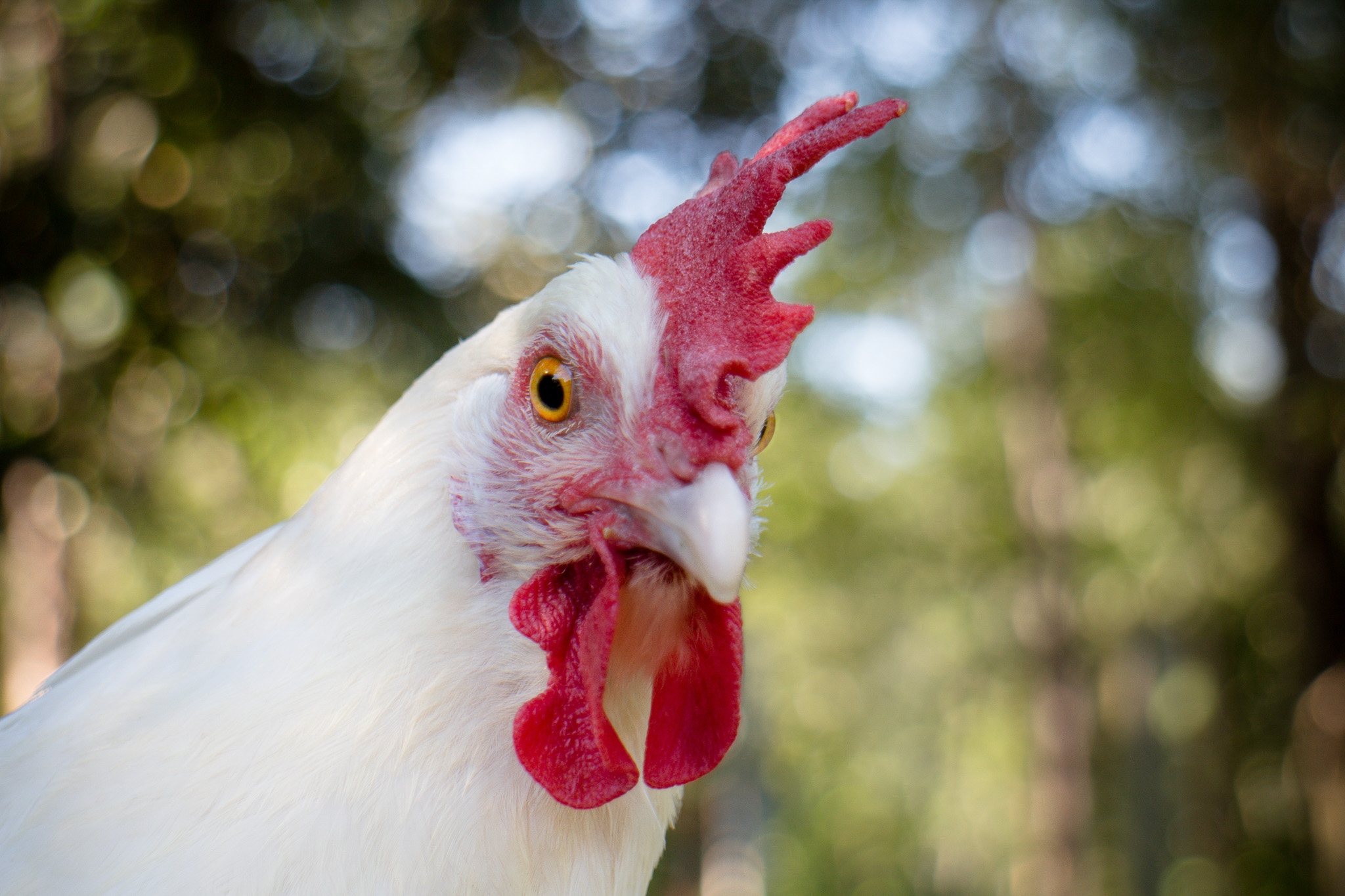 Rooster portrait with shallow depth of field, photography by Bretta Elmore