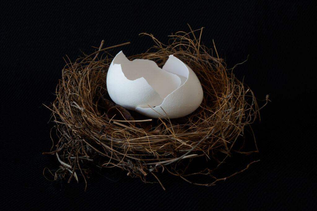 broken egg shell in a nest