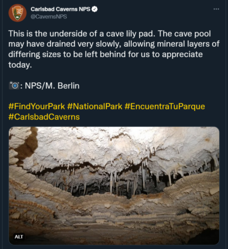 Tweet by Carslbad Caverns NP of a cave with many small white soda straw formations. The middle section has multiple layers of cave lily pads, which have small brown and gray flakes of mineral deposits attached on the underside.