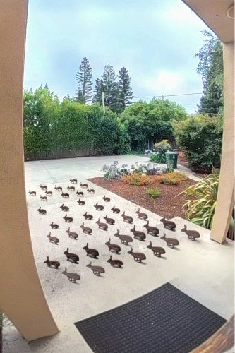 42 rabbits on a cement patio surrounded by greenery